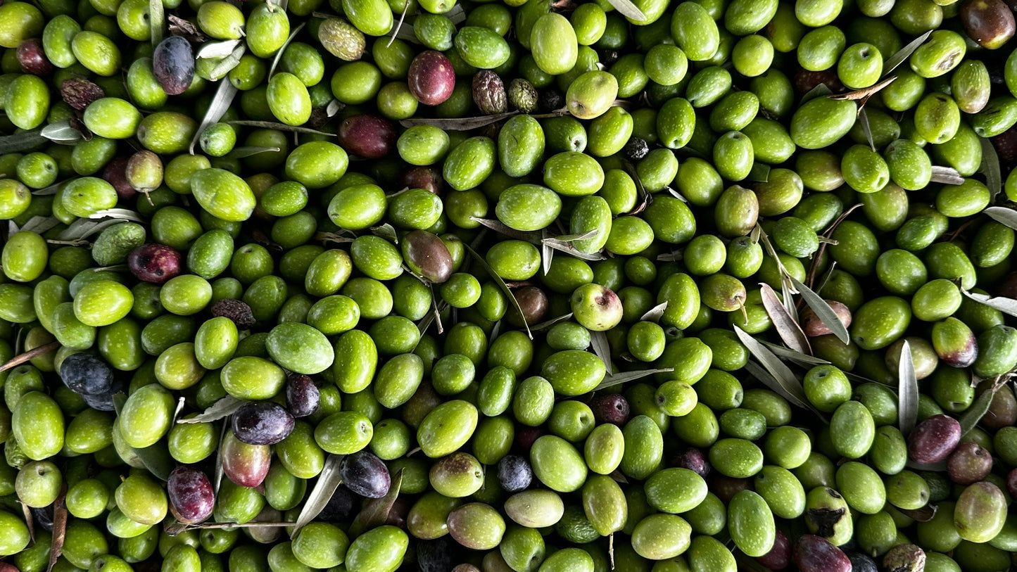 Olio Extra Vergine di Oliva Delicato Campagna Olearia 25/26 3l