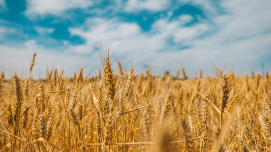 Grano Senatore Cappelli: Un Tesoro Italiano per la Pasta di Qualità